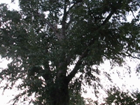 2009.09.14 20.22.44 cats love bird sounds.mp4 (14 MB)
