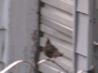 2009.09.17 20.30.06.mp4 (4 MB)