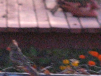 2009.09.17 20.30.30.mp4 (4 MB)