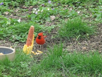 2012.03.31 first cardinal of the year.mp4 (23 MB)