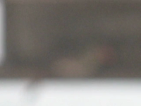 2013.01.05 17.42.14 meow_cardinal.mp4 (8 MB)