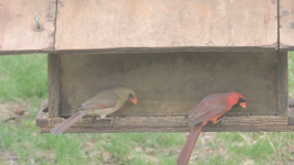 2015.04.15 15.57.06 cardinal pair at feeder.mp4 (3 MB)