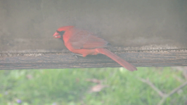 2019.05.02 18.47.16 male cardinal.mp4 (8 MB)