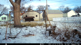 2021.12.12 11.02.58 carinal on feeder.MP4 (214 MB)