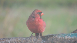 2022.09.16 07.49.56 cardinal calling.mp4 (5 MB)