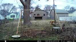 2023.04.05 09.27.34 talkative cardinal.MP4 (214 MB)