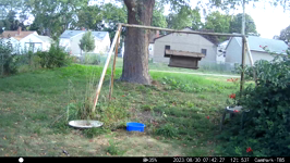 2023.08.30 07.42.16 cardinal.MP4 (214 MB)