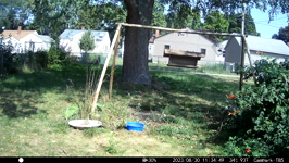 2023.08.30 11.34.40 female cardinal.MP4 (214 MB)