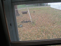 2011.10.30 09.41.52 crows.mp4 (8 MB)