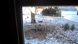 2013.11.12 08.17.28 crows.MP4 (72 MB)