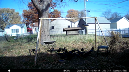 2020.11.06 10.42.08 multicrows.MP4 (143 MB)