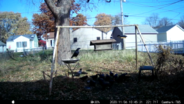 2020.11.06 10.47.20 multicrows.MP4 (143 MB)