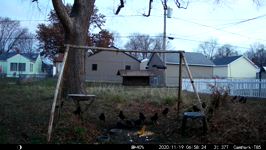 2020.11.19 07.00.14 multicrows.MP4 (143 MB)