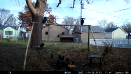 2020.11.19 08.31.42 multicrows.MP4 (143 MB)