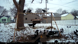 2020.12.17 14.11.20 multicrows.MP4 (143 MB)