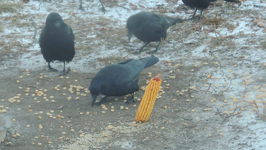 2020.12.25 08.14.12 ground feeding.mp4 (43 MB)