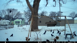 2021.01.06 07.57.40 multicrows.MP4 (143 MB)