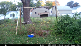 2021.10.20 16.24.08 crow dunking a pizza crust cardinal and rabbit.MP4 (214 MB)