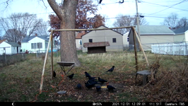 2021.12.01 12.11.52 crow murder finishing peanuts.MP4 (214 MB)