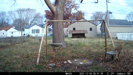 2021.12.04 08.51.00 crow bread.MP4 (214 MB)
