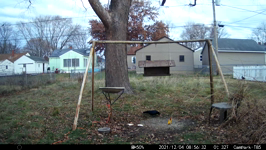 2021.12.04 08.56.22 crow soaking bread.MP4 (214 MB)