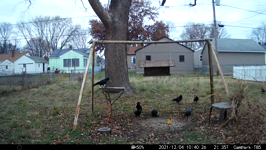 2021.12.04 10.40.16 crows out of bread.MP4 (214 MB)
