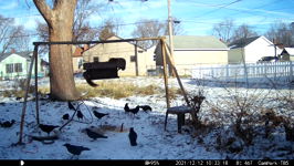 2021.12.12 10.33.08 crows.MP4 (214 MB)
