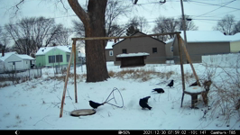 2021.12.30 07.58.52 morning crows.MP4 (214 MB)