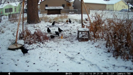 2022.11.16 09.31.48 crows in the snow.MP4 (214 MB)