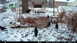 2022.11.18 09.51.38 crow yoinks a bismark.MP4 (214 MB)