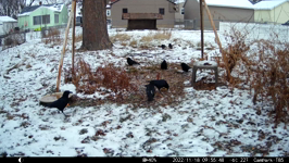 2022.11.18 09.55.38 crows fight over a bismarc.MP4 (214 MB)