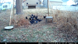 2022.12.01 09.06.22 megacrows, pestering squirrel.MP4 (214 MB)