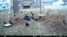 2022.12.05 11.33.28 multicrows.MP4 (214 MB)