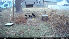 2022.12.08 13.06.44 crow takes off with hot chip.MP4 (214 MB)