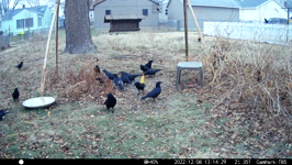 2022.12.08 13.14.18 crows raid the hot chips.MP4 (214 MB)
