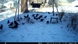 2022.12.18 14.17.50 mega crows.MP4 (214 MB)