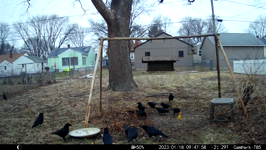 2023.01.18 09.47.48 crows working on a donut.MP4 (214 MB)