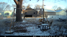 2023.02.25 07.40.30 noisy crow.MP4 (214 MB)