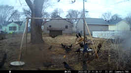 2023.02.27 11.36.08 cows snackin.MP4 (214 MB)