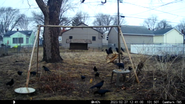 2023.02.27 12.40.50 crow takes last crust.MP4 (214 MB)