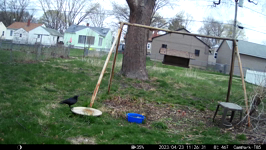 2023.04.23 11.26.22 crow caw caw.MP4 (214 MB)