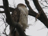   2009.04.09 19.36.18.mp4 (10 MB)  