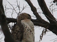   2009.04.09 19.38.22.mp4 (6 MB)  