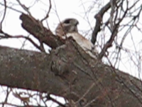   2009.04.09 19.42.26.mp4 (6 MB)  