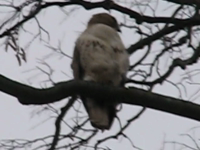   2009.04.09 19.43.27.mp4 (4 MB)  