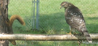   2020.09.15 14.13.20 big hawk disturbs squirrel HQ.mp4 (83 MB)  