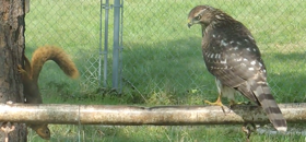   2020.09.15 14.13.20 big hawk disturbs squirrel HQ  