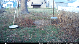   2022.11.09 16.36.04 hawk on the ground.mp4 (16 MB)  