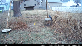   2022.12.06 12.25.38 hawk on table.mp4 (81 MB)  