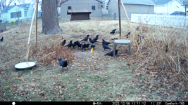   2022.12.08 13.11.02 hawk attacks crows, crows don't care.mp4 (45 MB)  